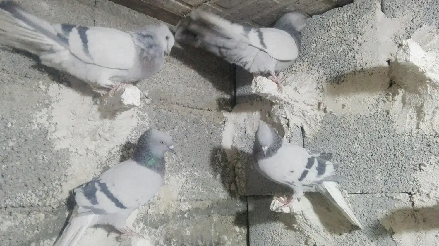 دمسفید کفتر|پرنده|سیدان, |دیوار