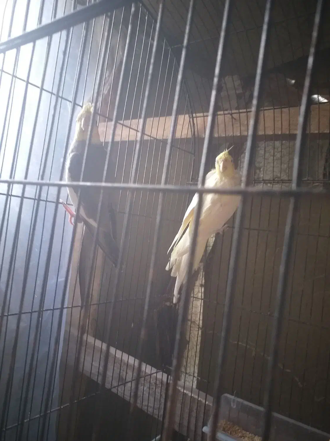 جفت عروس جفت رینبو اس|پرنده|لاهیجان, کوی استادان|دیوار