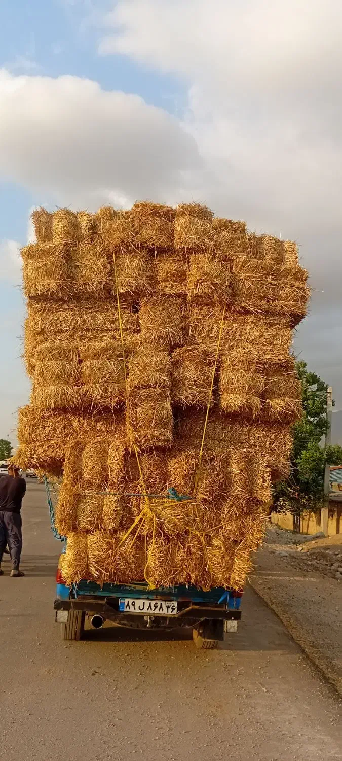 پرس وشالی|لوازم جانبی حیوانات|فیروزه, |دیوار