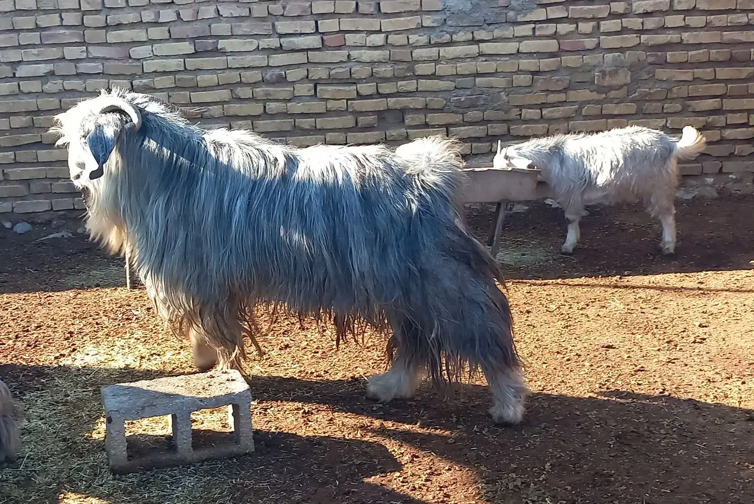 دبر پازن چبش|حیوانات مزرعه|مرودشت, ژیان|دیوار