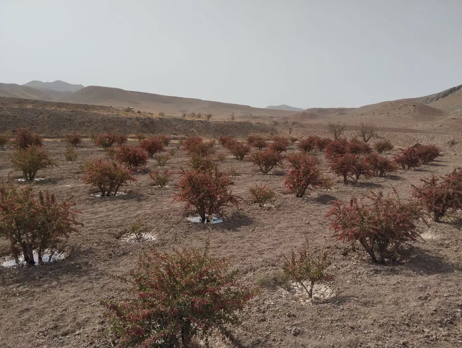 فروش چاه کشاورزی دربست|فروش زمین و ملک کلنگی|قائن, |دیوار