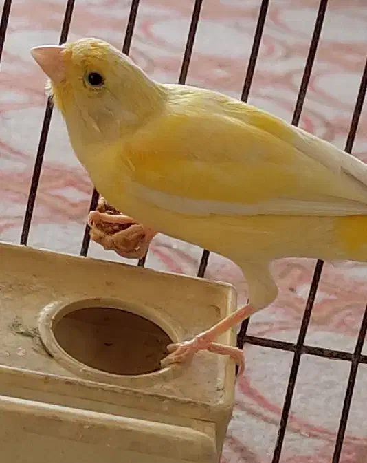 ماده لیمویی و سرامیکی سرخ نر‌ مست|پرنده|شیراز, جانبازان|دیوار