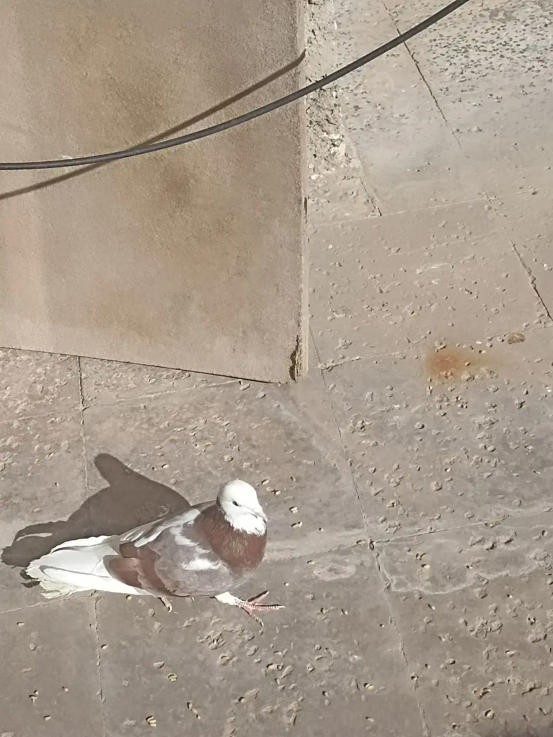 کفتر تیکه پاره|پرنده|خمینی‌شهر, |دیوار