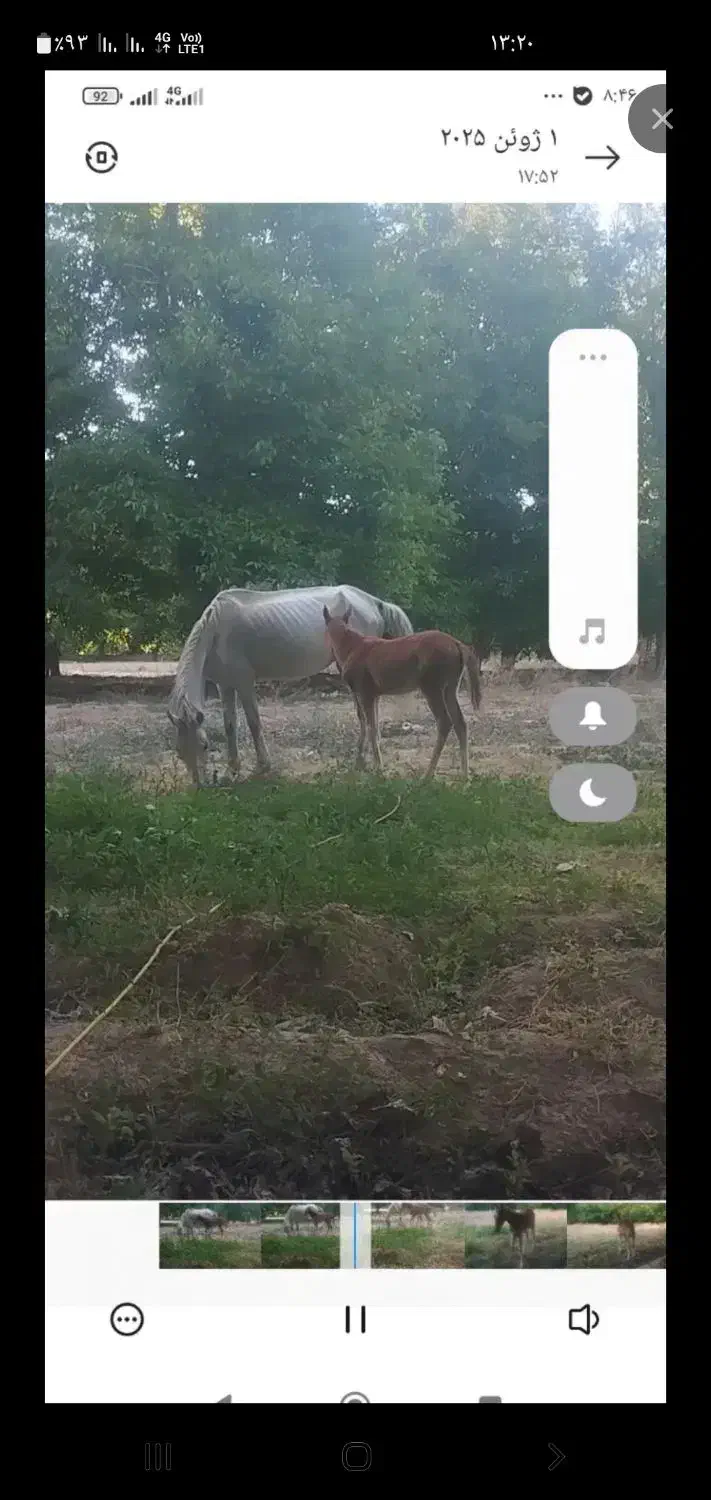 مادیون|اسب و تجهیزات اسب‌سواری|شیروان (خراسان), |دیوار