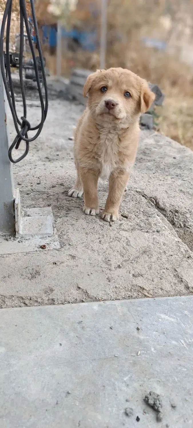 توله سگپاکوتاهامادهاموزش|سگ|قره چای, |دیوار