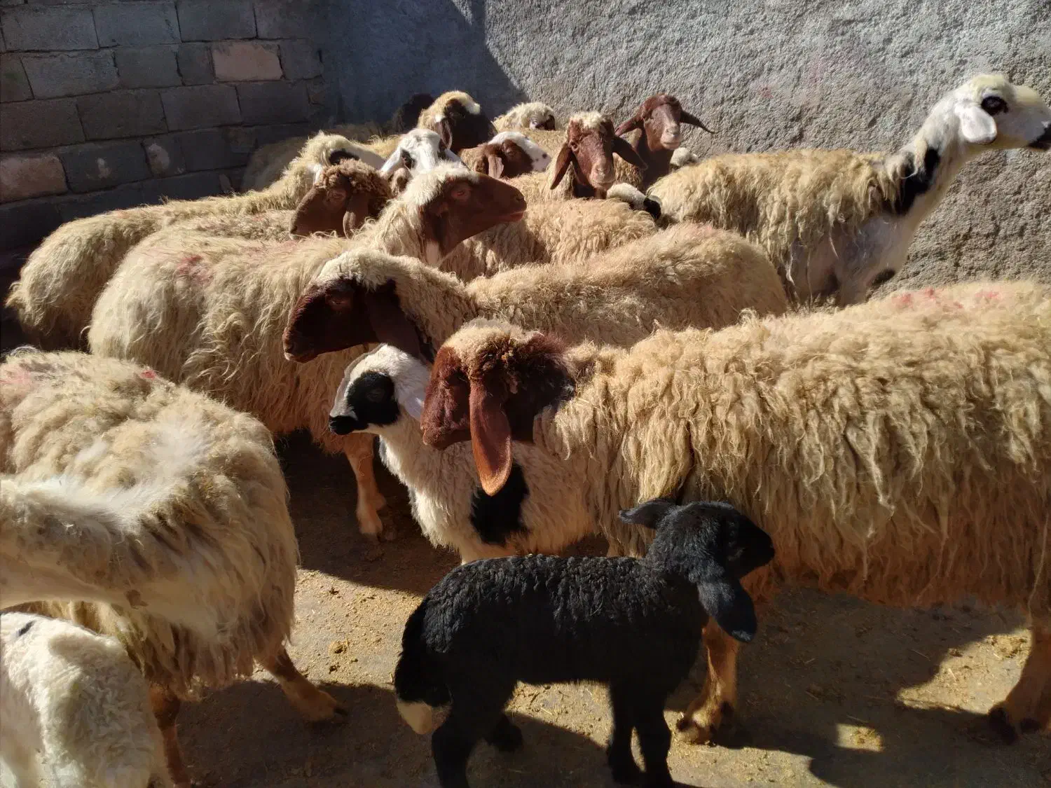 گوسفند میش و بره|حیوانات مزرعه|کرمانشاه, |دیوار
