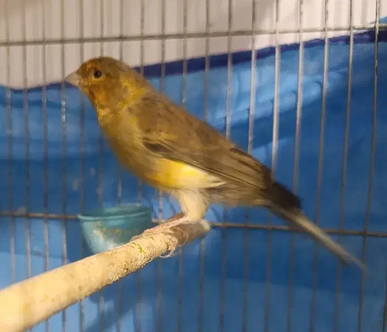 دیوار...قناری نر|پرنده|ملایر, |دیوار