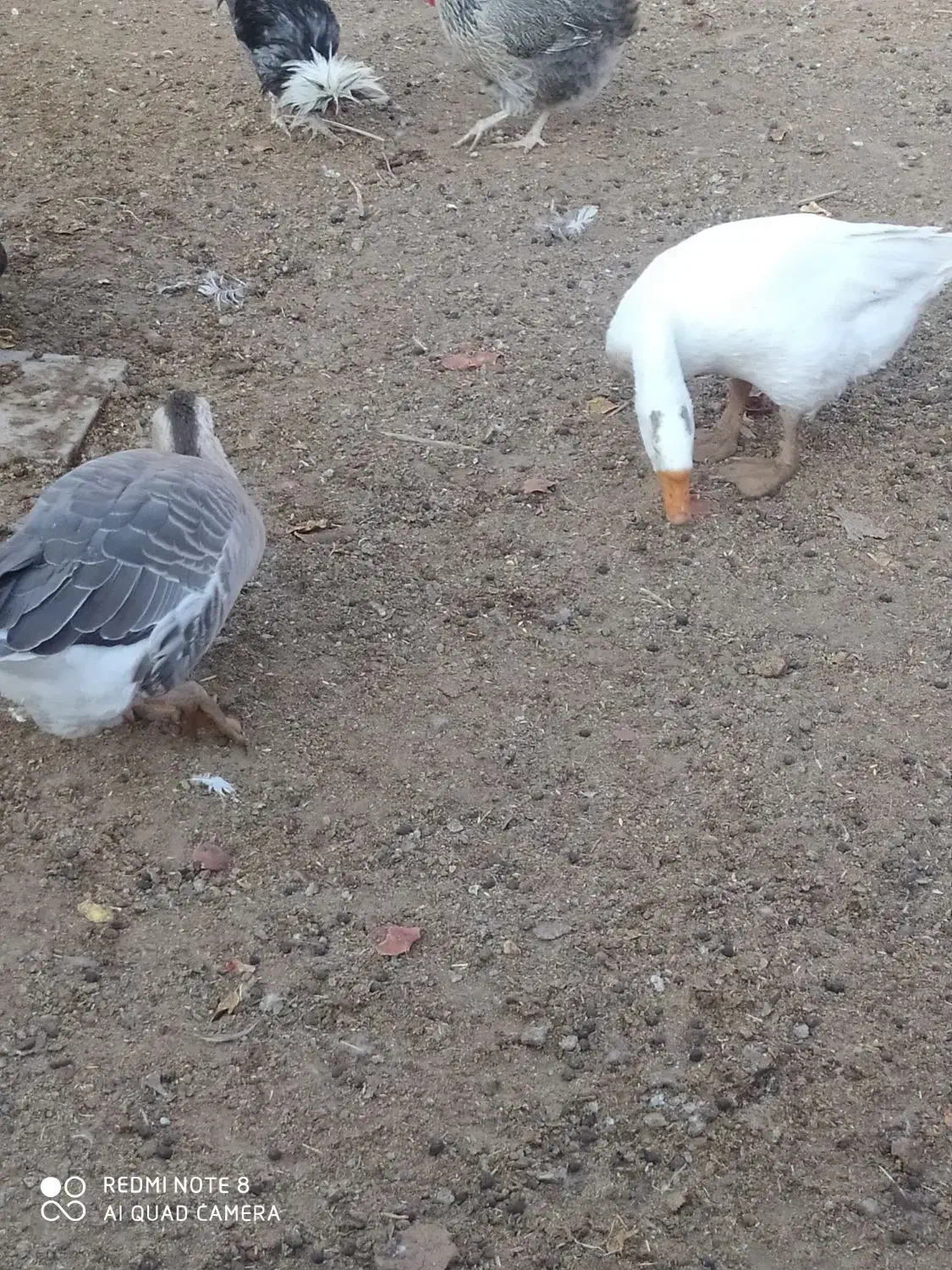 یک جفت غوقاز|حیوانات مزرعه|آران و بیدگل, |دیوار