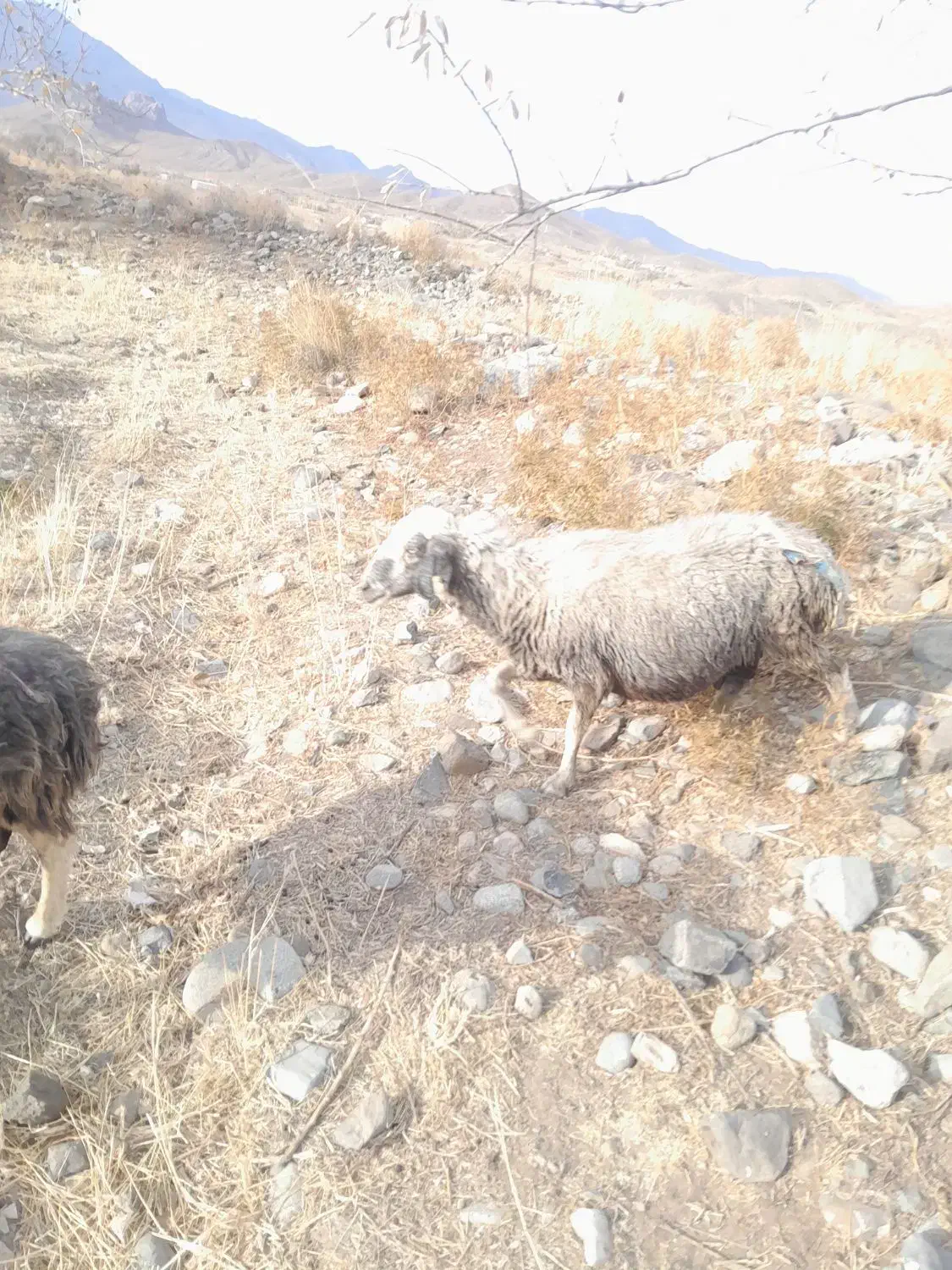 میش ابستن|حیوانات مزرعه|رابر, |دیوار