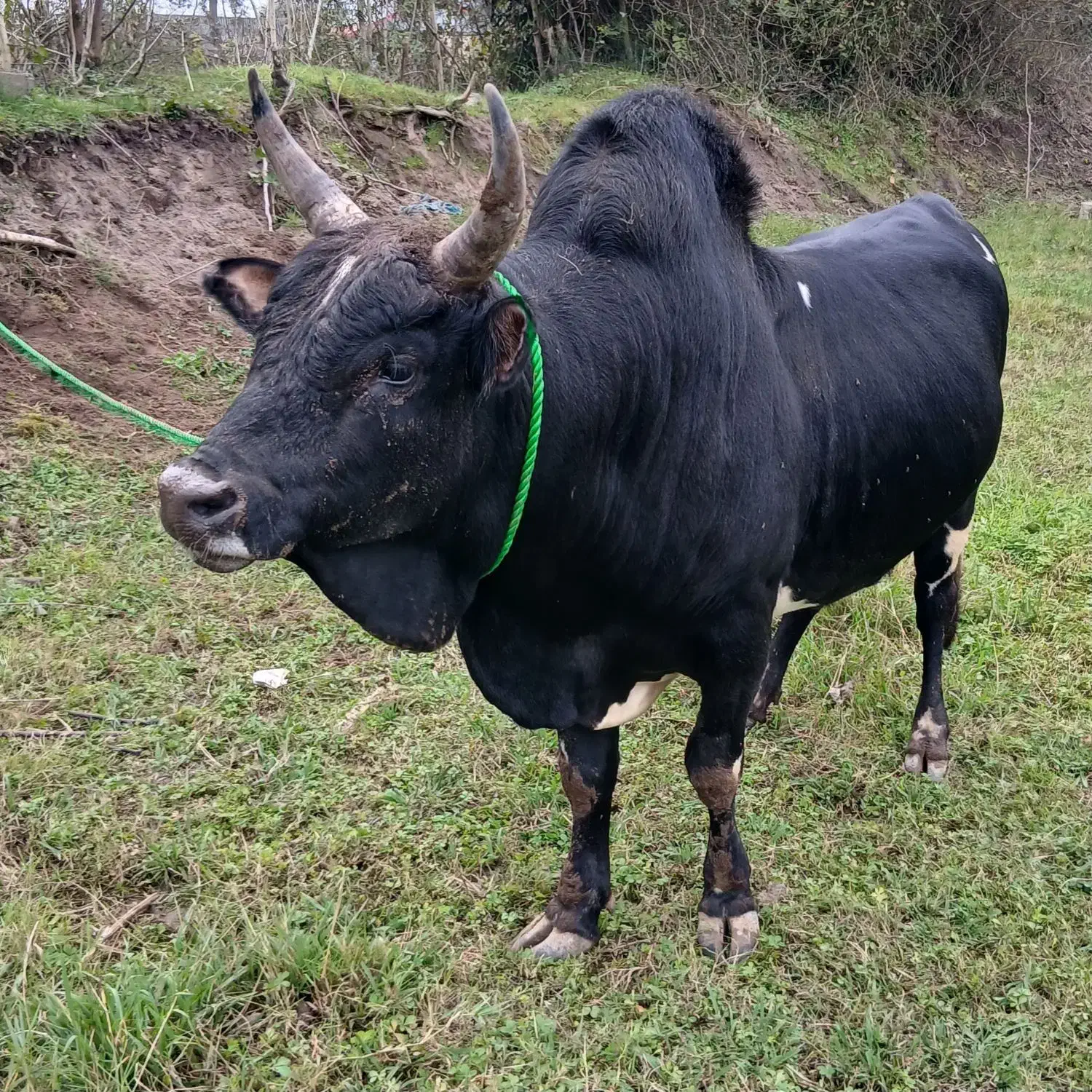 ورزاکوله خوشگل|حیوانات مزرعه|سنگر, |دیوار