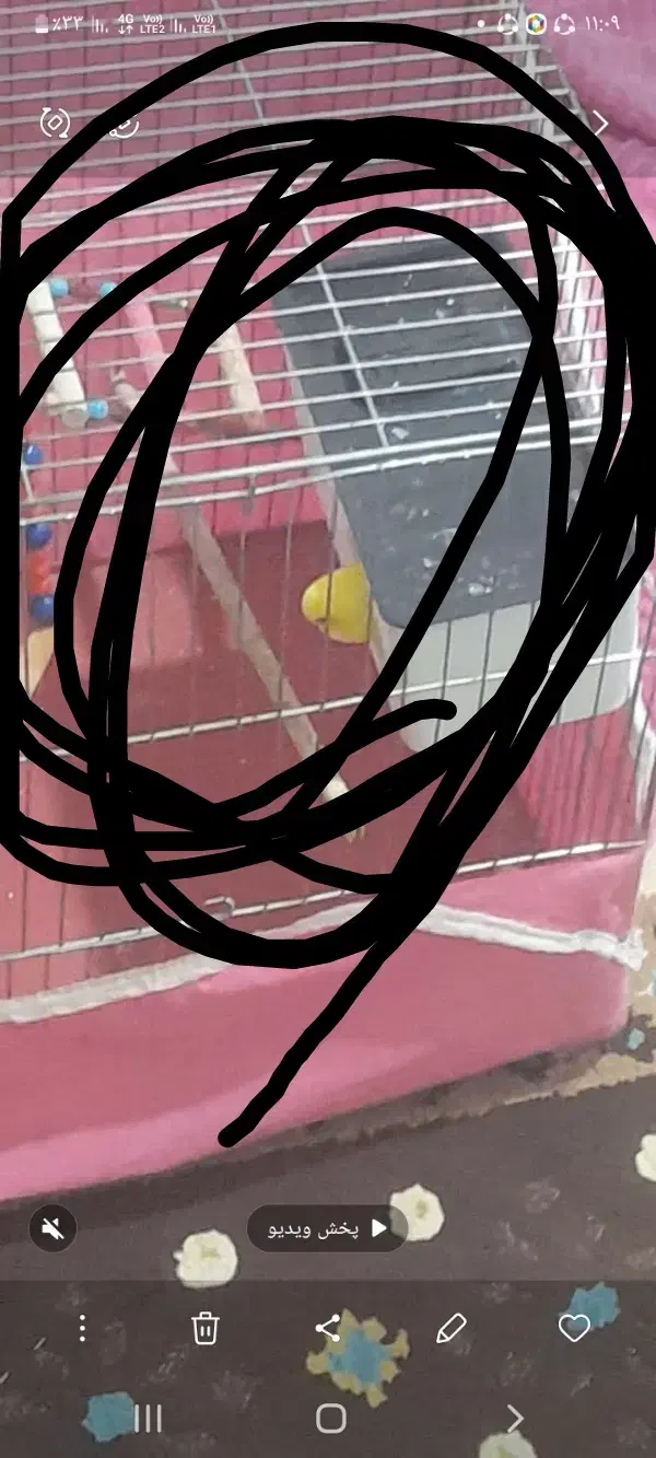 مرغ عشق|پرنده|صحنه, |دیوار