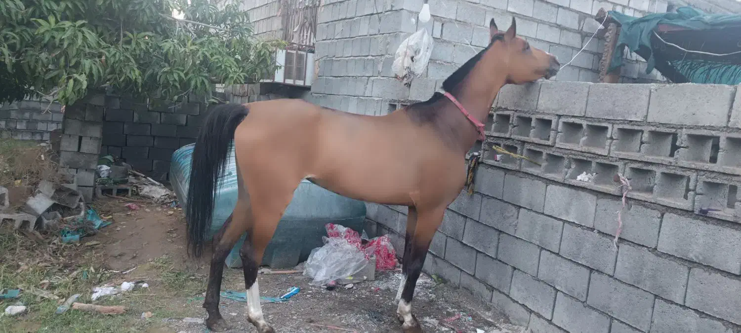 اسب|اسب و تجهیزات اسب‌سواری|میناب, |دیوار