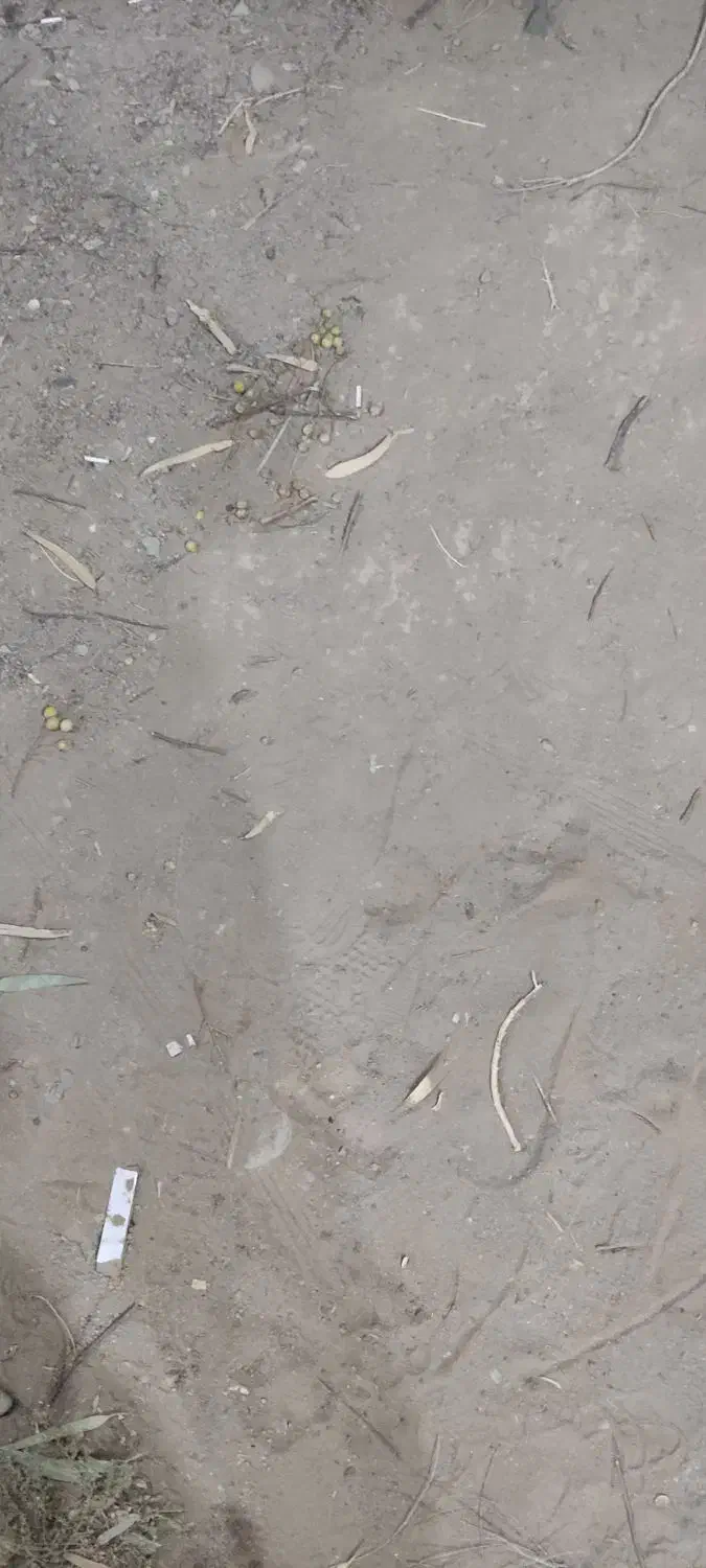 زمین فروشی|فروش زمین و ملک کلنگی|کاشان, ولیعصر|دیوار