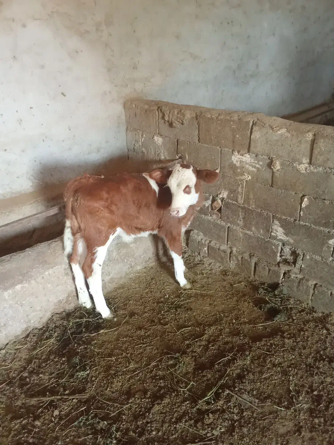 گوساله سمینتال|حیوانات مزرعه|فیروزآباد (آذربایجان), |دیوار