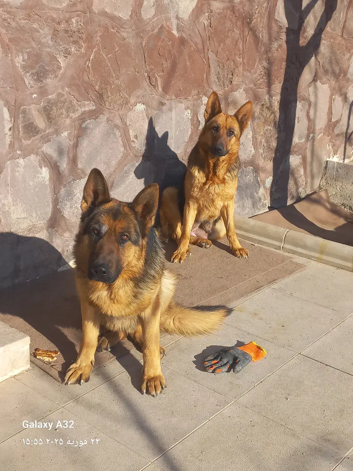 سگ ژرمن|سگ|دماوند, دماوند|دیوار