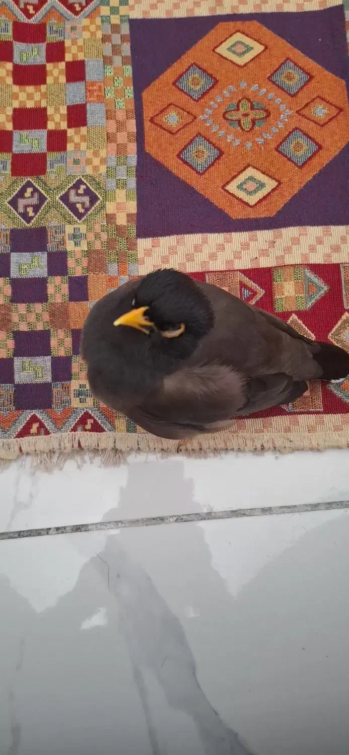 گمشده مینا|پرنده|شیراز, پودنک|دیوار