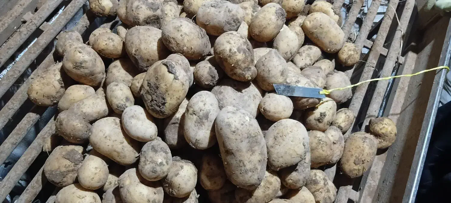 سیب زمینی|عمده‌فروشی|سجاس رود, |دیوار