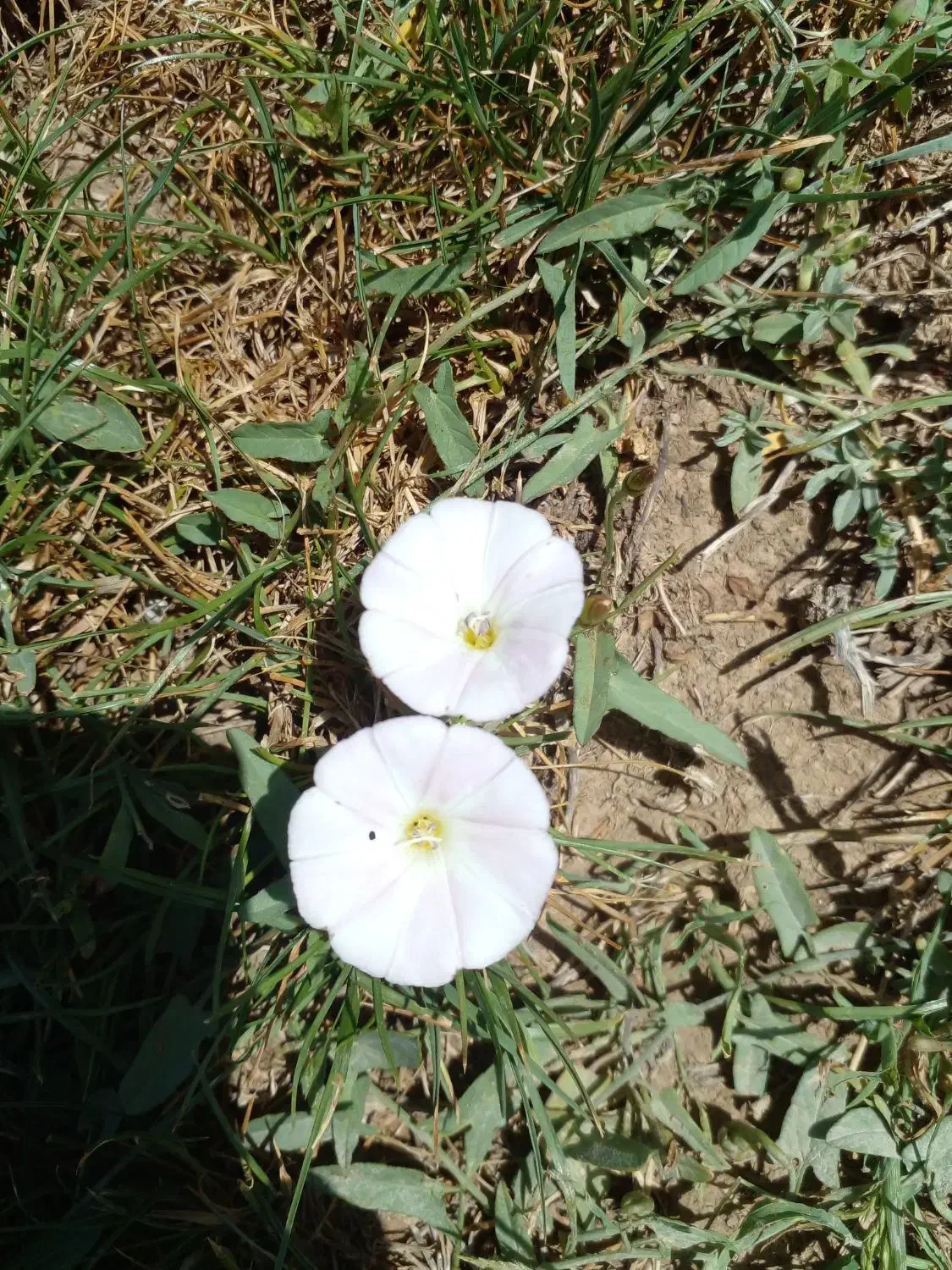 کارت ملی گم کردم ب نام جواد طلوع ابادی|اشیا|مرودشت, ابوذر جنوبی|دیوار