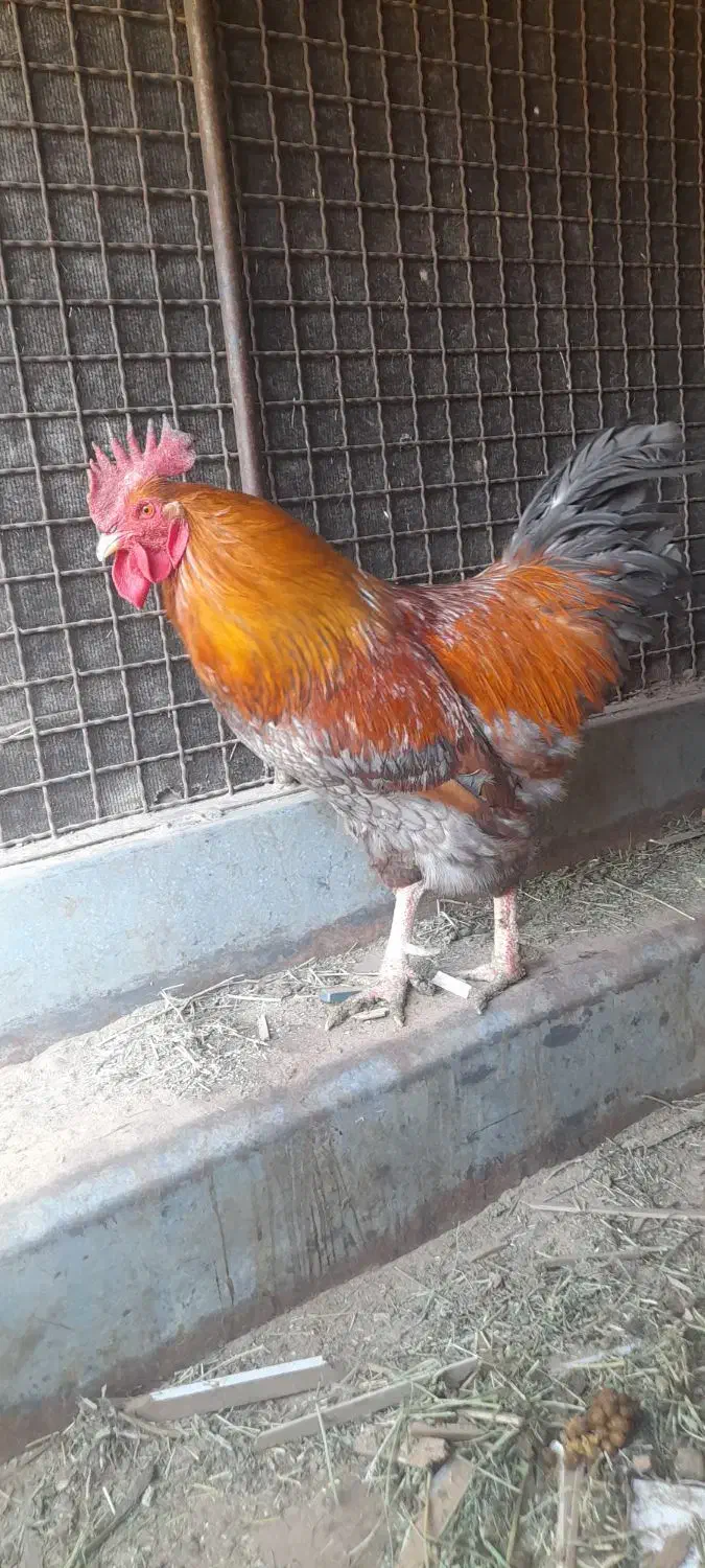 خروس|حیوانات مزرعه|تهران, مسگرآباد|دیوار