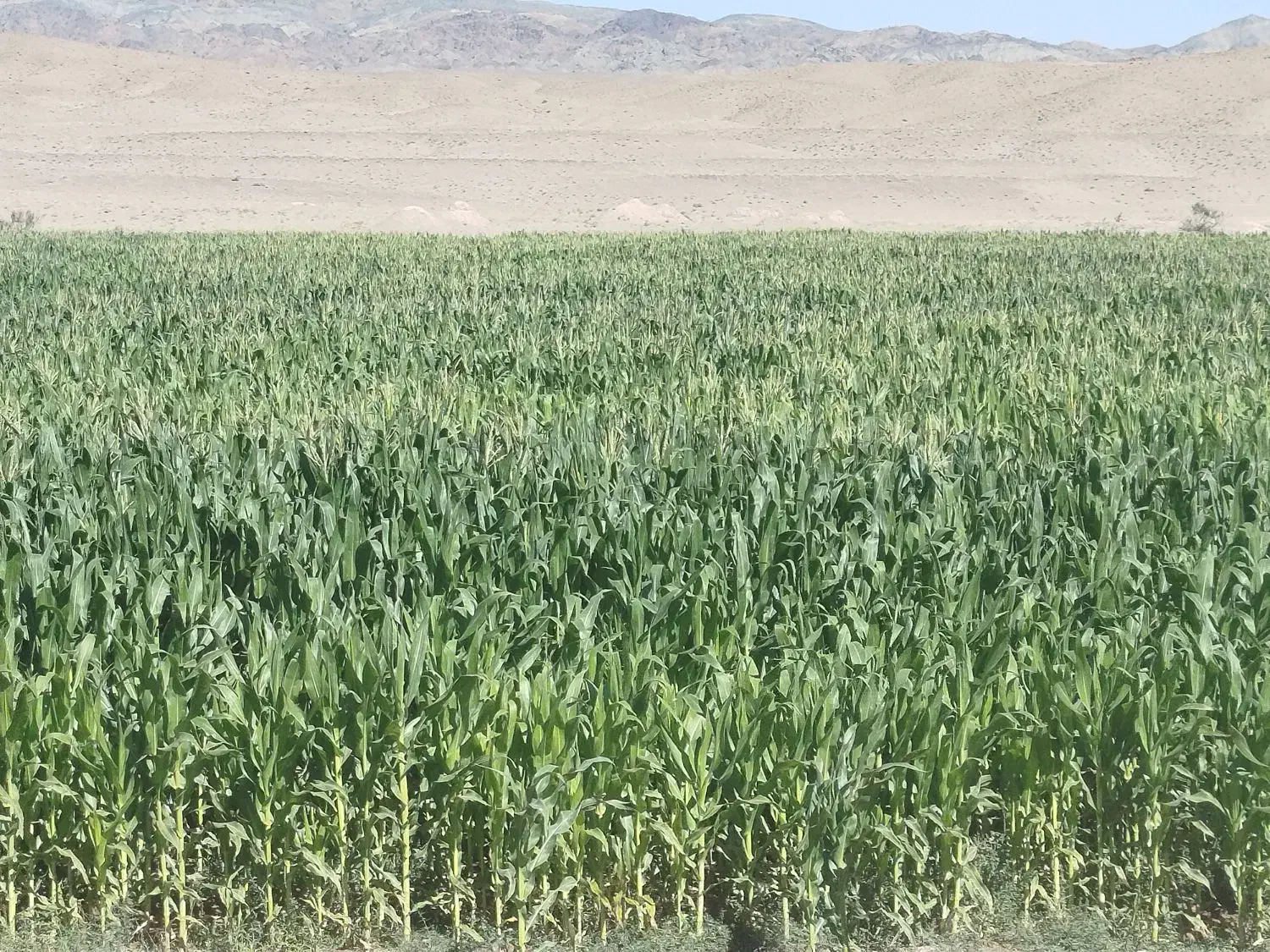 فروش  ذرت علوفه‌ای|حیوانات مزرعه|نهبندان, |دیوار