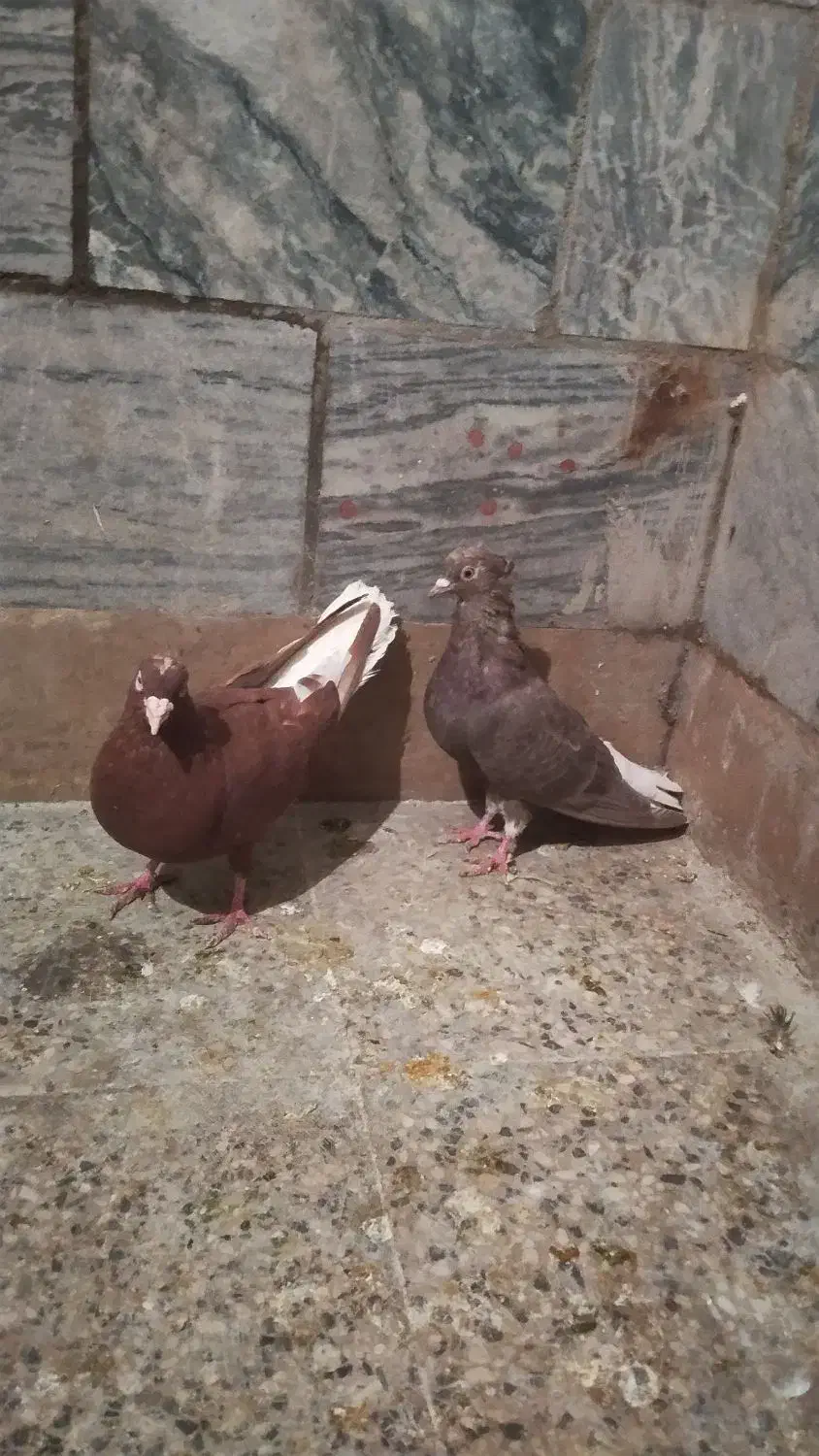 تعدادی کفتر پرشتی|پرنده|خرمآباد, |دیوار