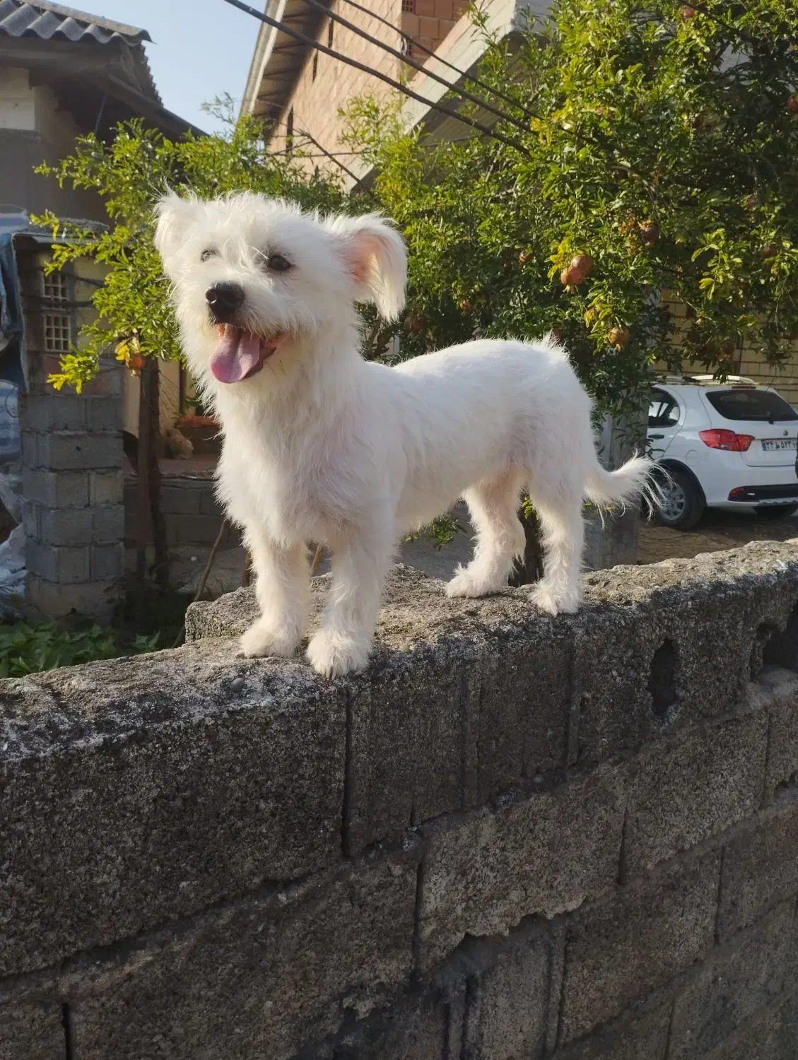 سگ پاکوتاه خوب قیمت دو ۵۰۰|سگ|اسالم, |دیوار