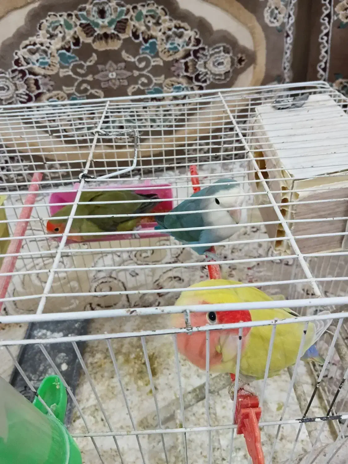 سه عدد طوطی برزیلی|پرنده|زاوه, |دیوار