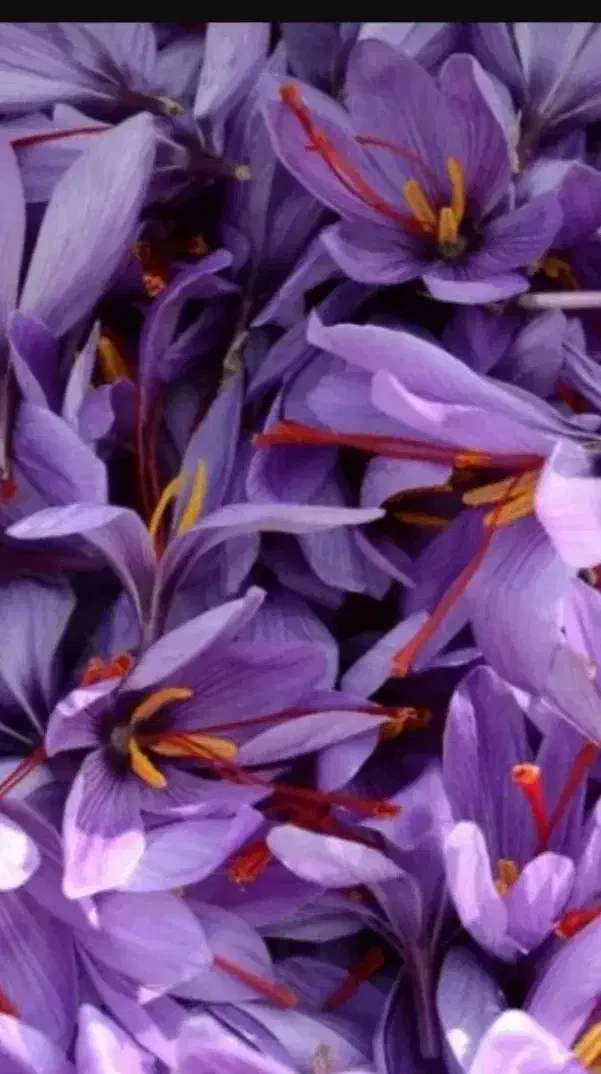 گل زعفران|خوردنی و آشامیدنی|مشهد, رضاییه|دیوار