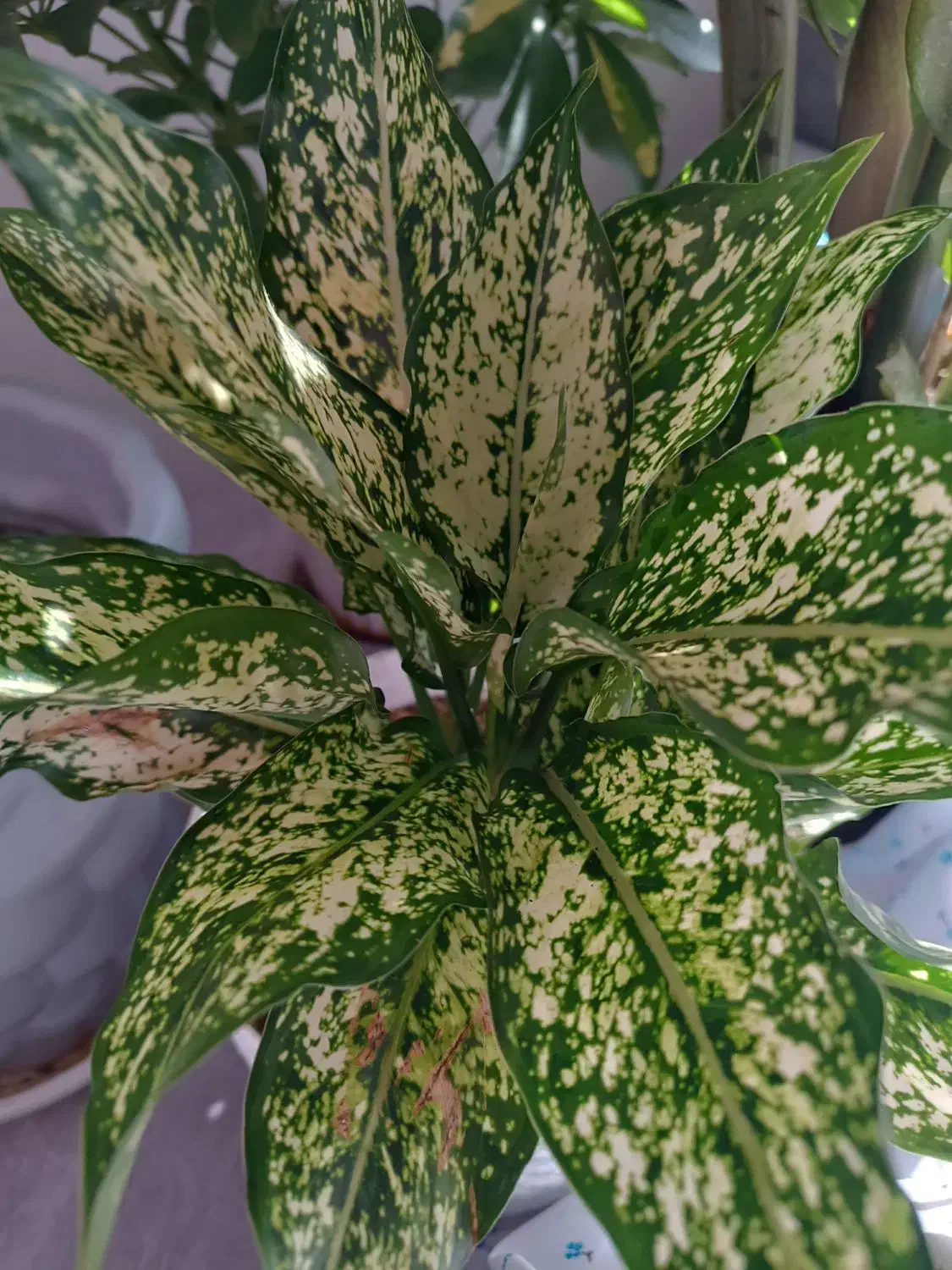 تعدادی گل|گل و گیاه طبیعی|فولادشهر, مسکن مهر فولادشهر|دیوار