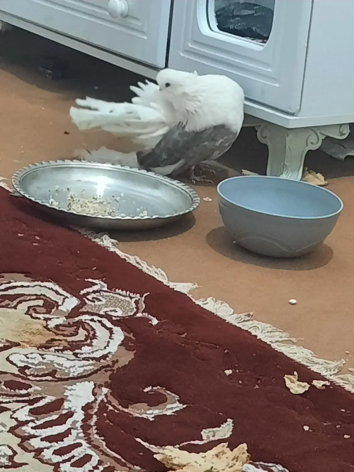 انگشتر شیخ احمدی دوتا سرخ شاه میصود هر۱۰ تومن|جواهرات|بندرعباس, |دیوار