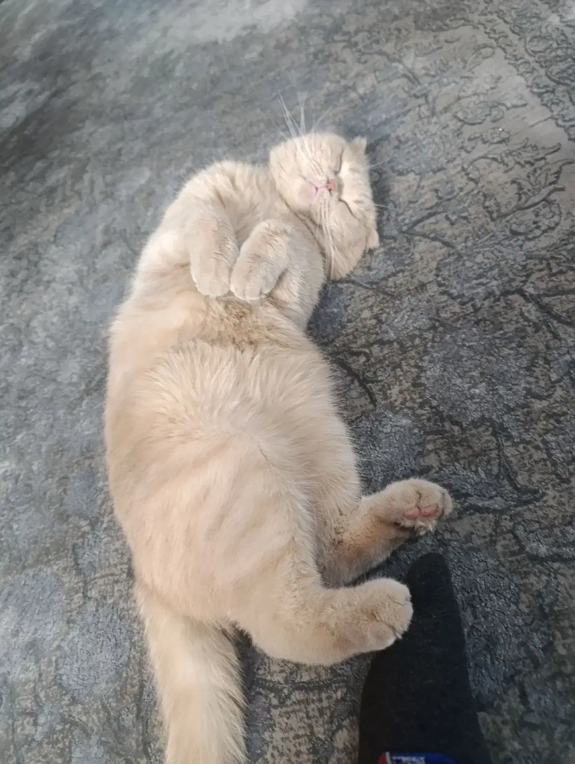 اسکاتیش نر|گربه|تهران, باشگاه نفت|دیوار