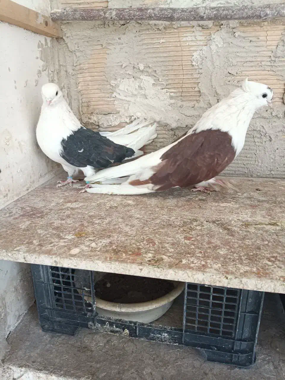 کفتر پرشی حسابی و دوکت|پرنده|میلاجرد, |دیوار