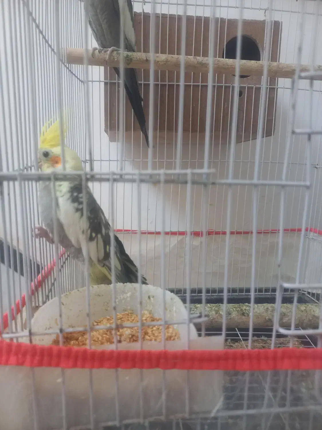 عروس هلندی|پرنده|سبزوار, فقیه سبزواری|دیوار