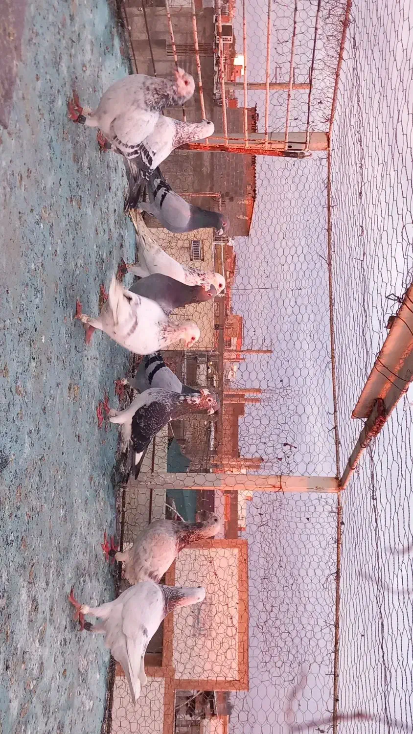 آلمانی|پرنده|گنبد کاووس, |دیوار