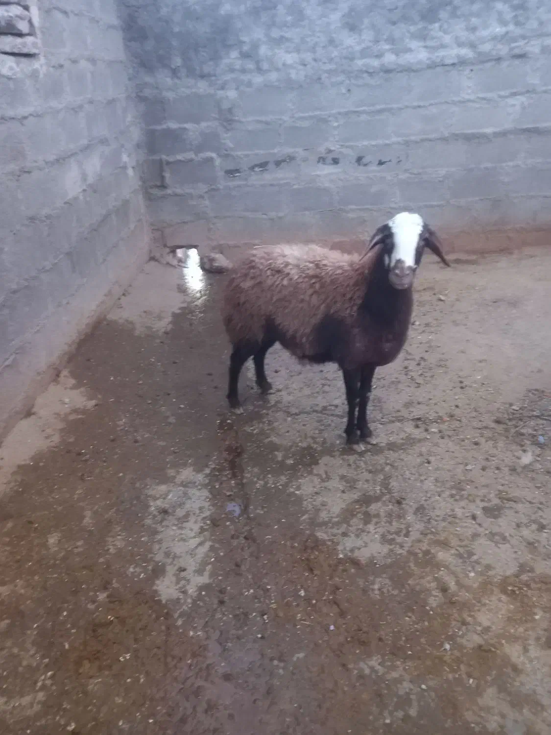 گوسفند|حیوانات مزرعه|بیرانوند, |دیوار