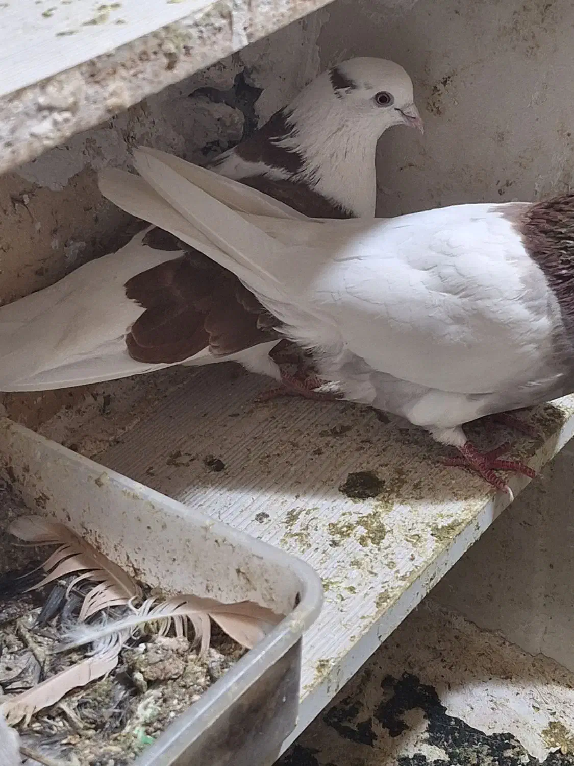 کبوتر|خوردنی و آشامیدنی|مشکیندشت, |دیوار