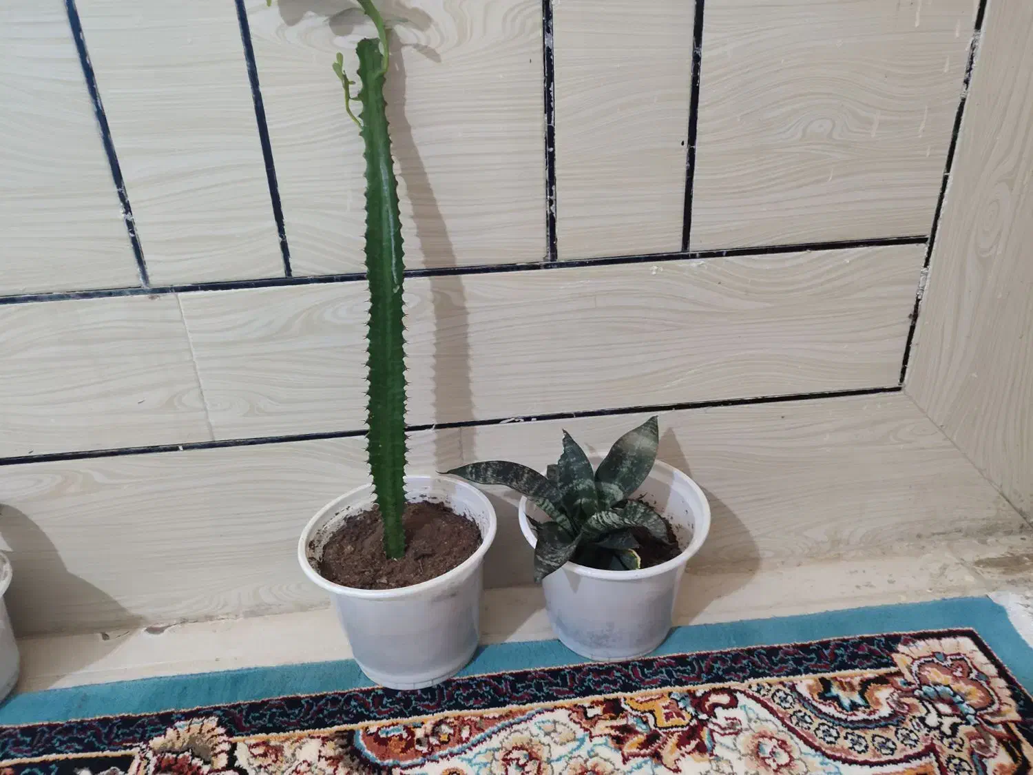 گل طبیعی|گل و گیاه طبیعی|یاسوج, |دیوار