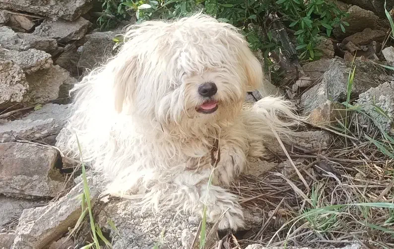 سگ پاکوتاه|سگ|نگین شهر, |دیوار