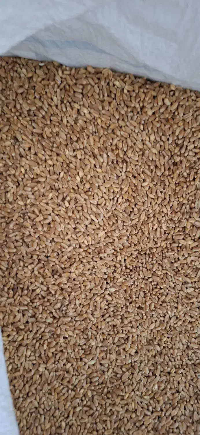 فروش گندم|خدمات باغبانی و درختکاری|آشخانه, |دیوار