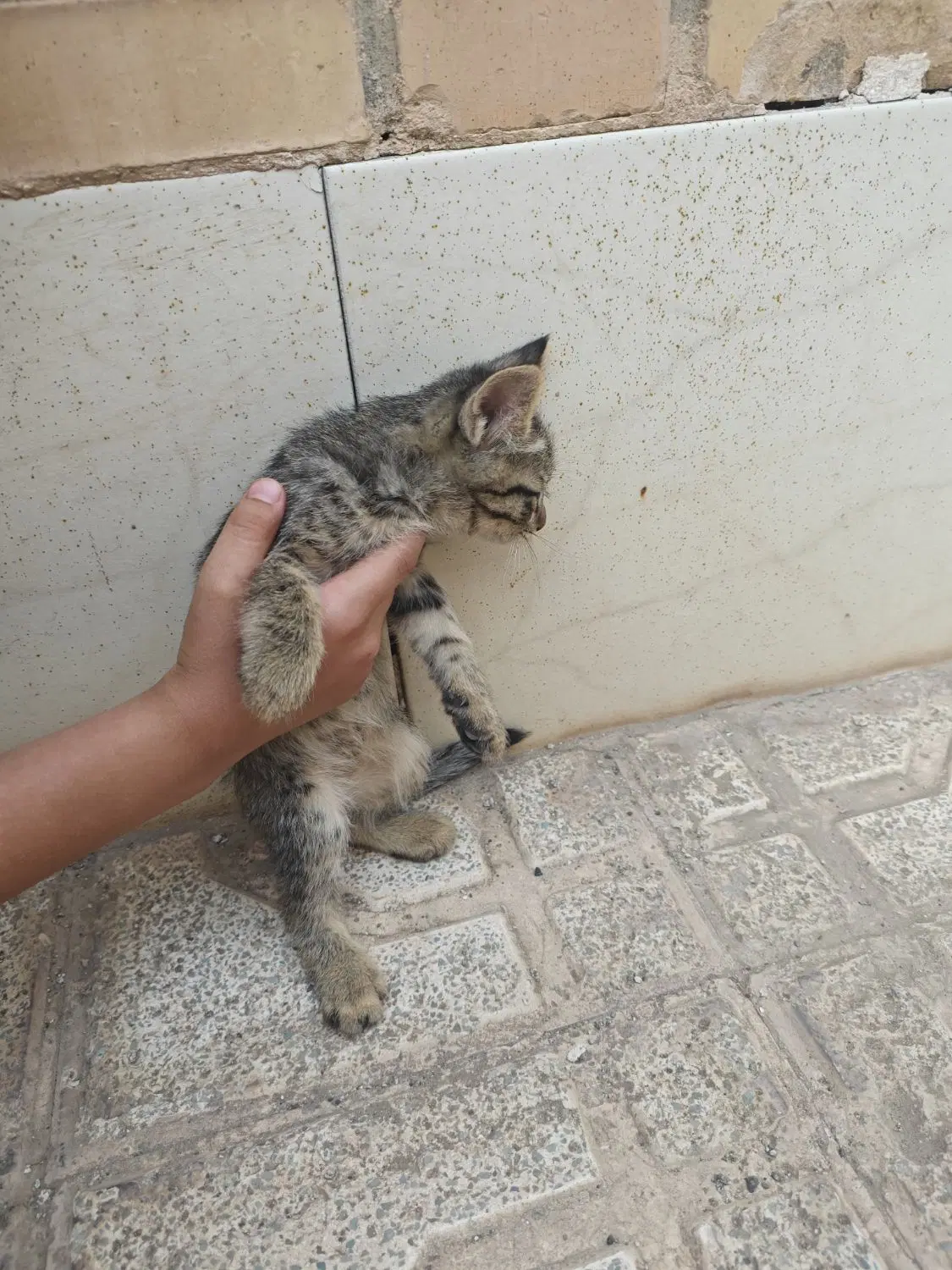 بچه گربه|گربه|سبزوار, قصبه شرقی|دیوار