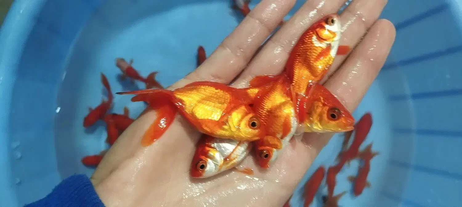 ماهی گلدفیش ماهی عید ماهی قرمز|ماهی|نسیم‌شهر, |دیوار