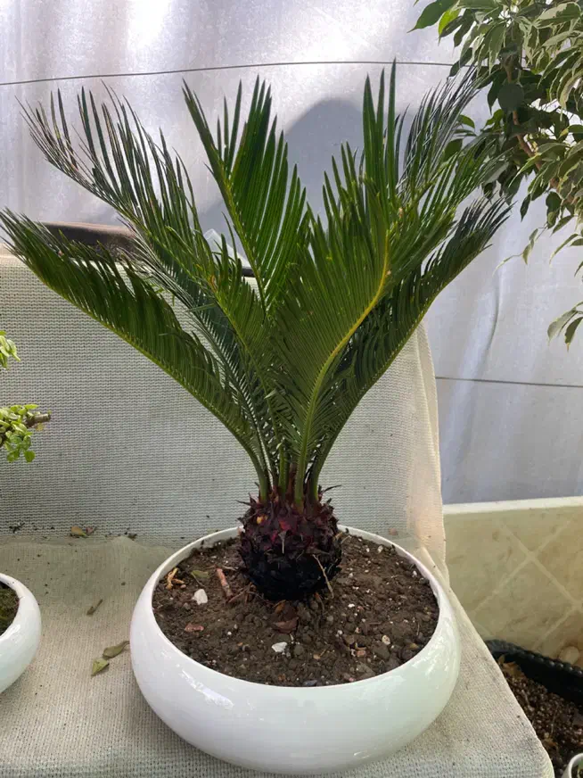 بنسای کلکسیونی|گل و گیاه طبیعی|شیراز, قصرالدشت|دیوار