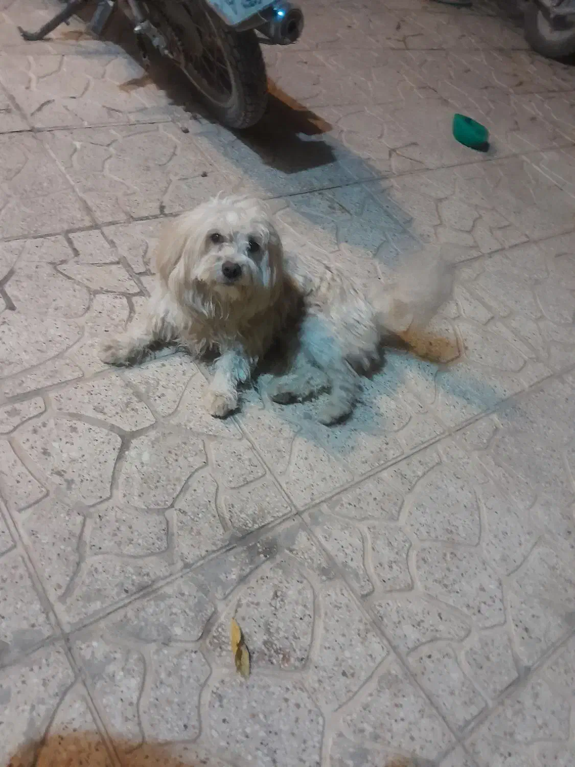 سگ پاکوتاه|سگ|شهرکرد, |دیوار