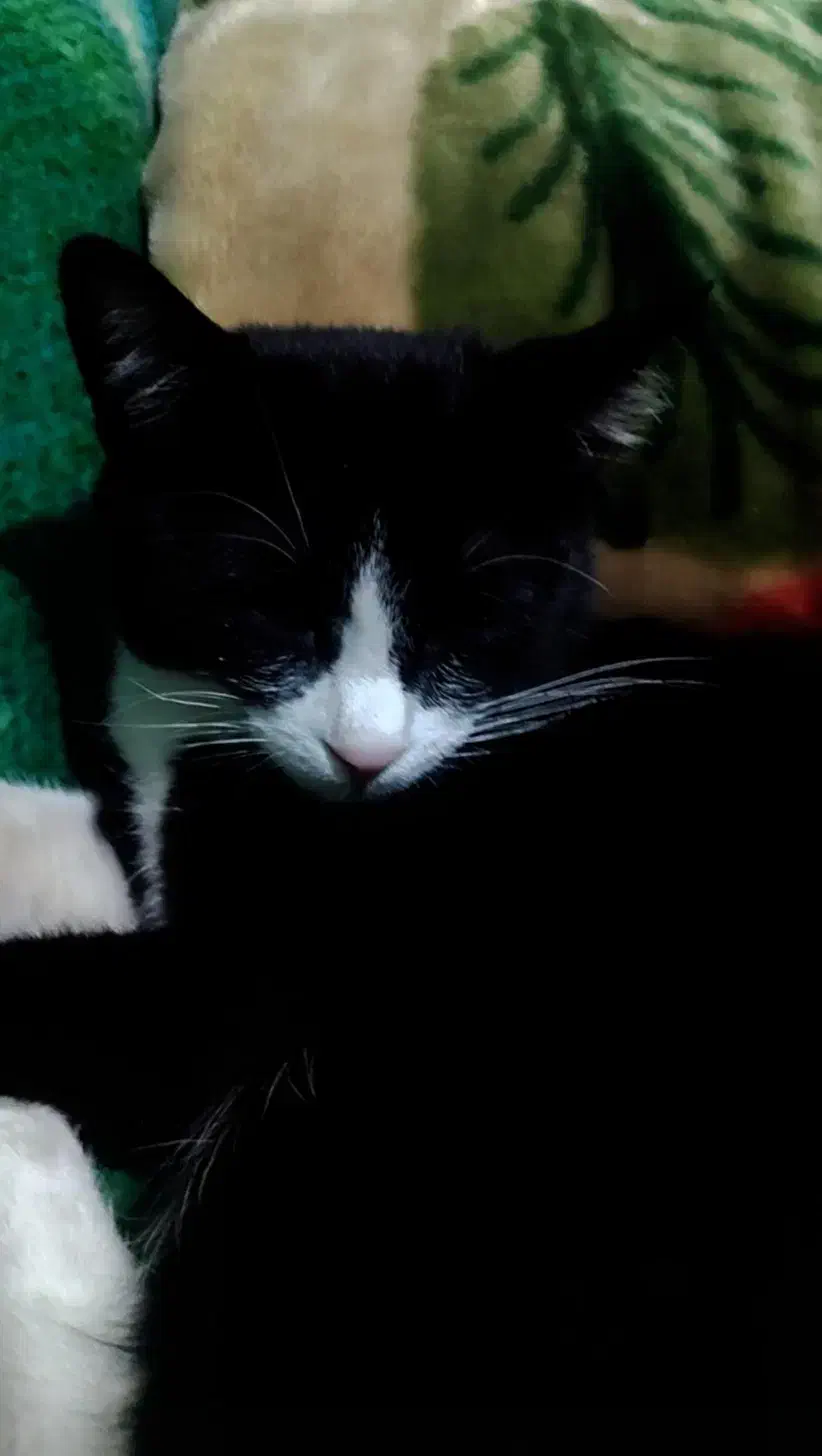 گمشده گربه|گربه|نجفآباد, امیرآباد|دیوار