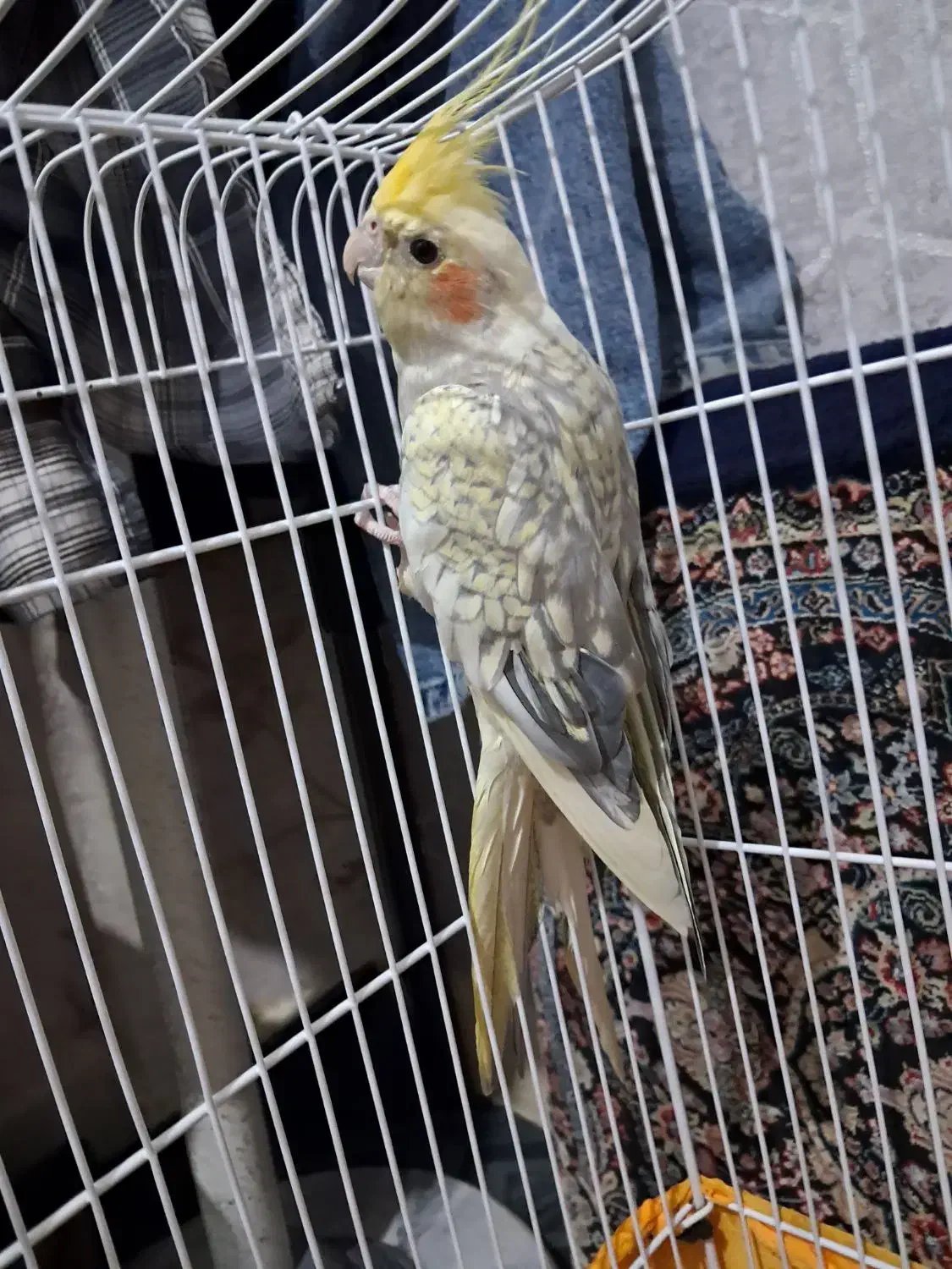 عروس هلندی.|پرنده|پاکدشت, پاکدشت (مامازند)|دیوار