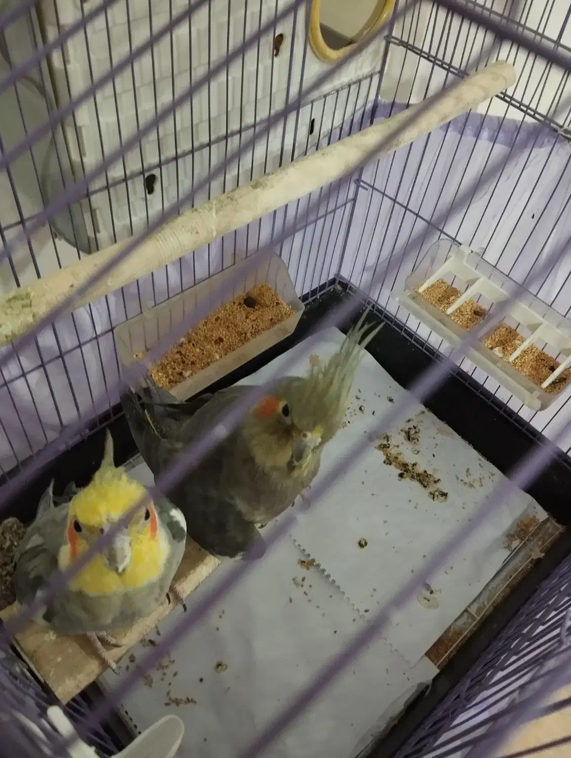 عروس هلندی نر ماده جفت|پرنده|پاکدشت, پاکدشت (مامازند)|دیوار