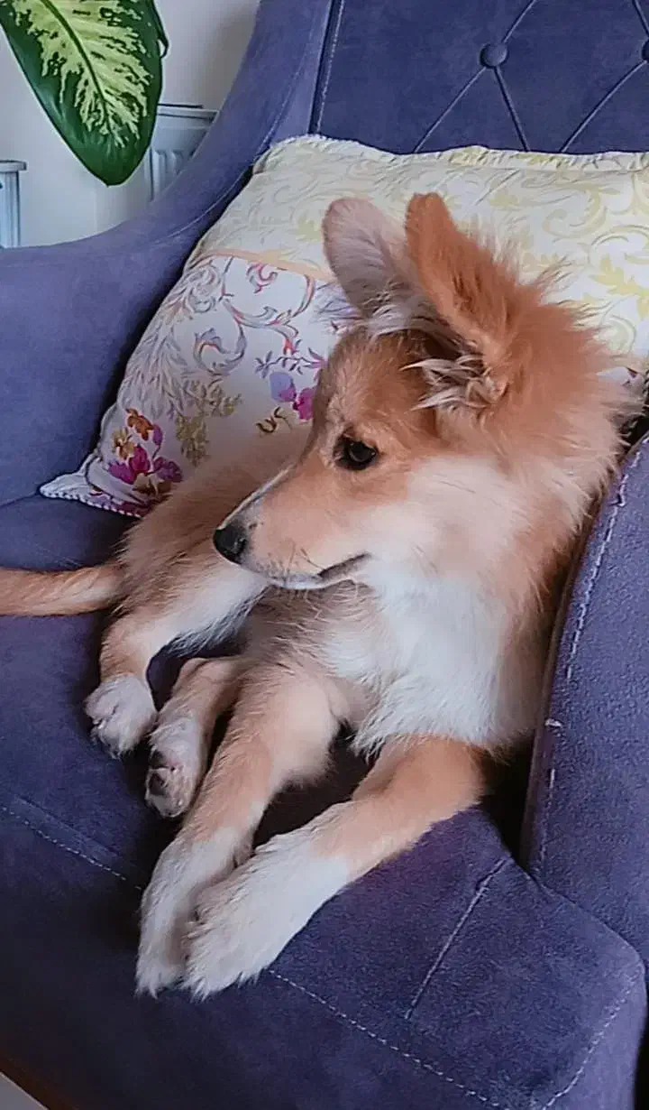 نژاد یونانی (کوکونی)|سگ|محمدشهر, شهرک پیام (مهرالبرز)|دیوار