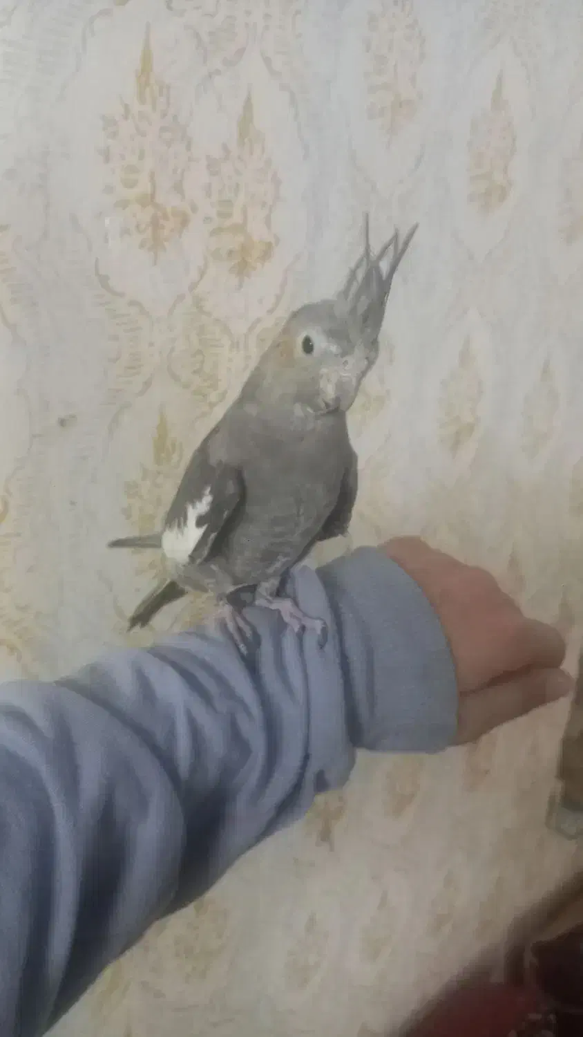 عروس هلندی جوجه۴عدد۳ماه دستی|پرنده|مشهد, چهنو|دیوار