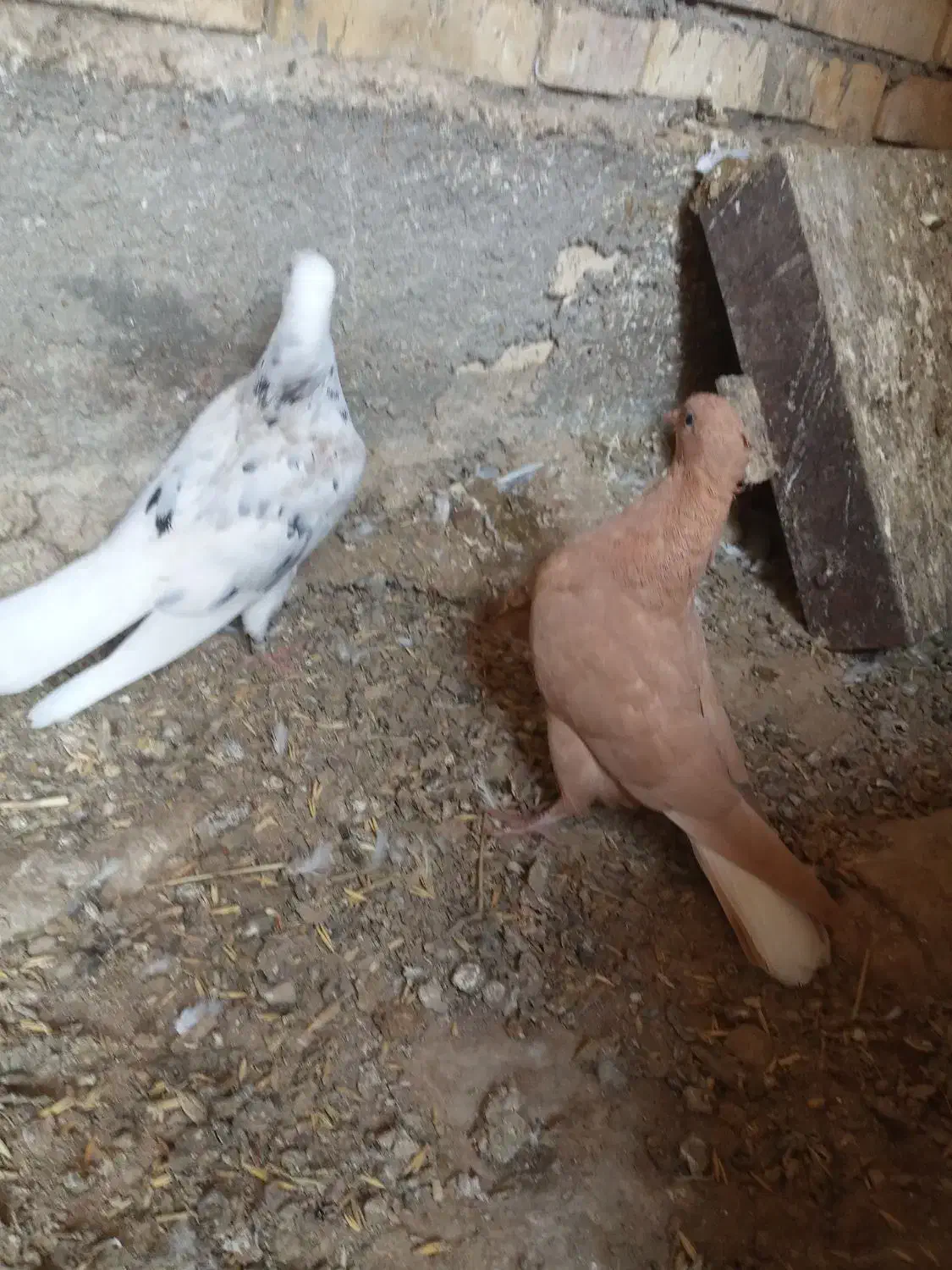 دم سفید|پرنده|شوشتر, |دیوار