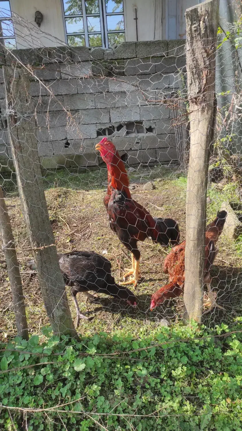 فروش خروس|حیوانات مزرعه|لوندویل, |دیوار